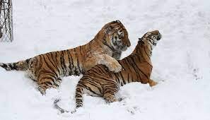 Harimau Siberia Penguasa Hutan Salju yang Terancam Punah