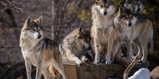 Keajaiban Hewan Mamalia Serigala Pemulung Malam