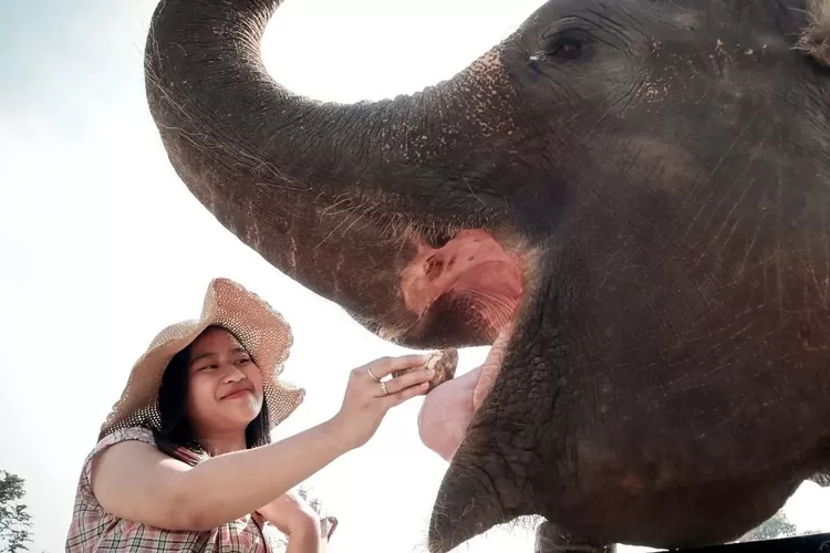 Keajaiban Kecerdasan dan Kekuatan Gajah Asia