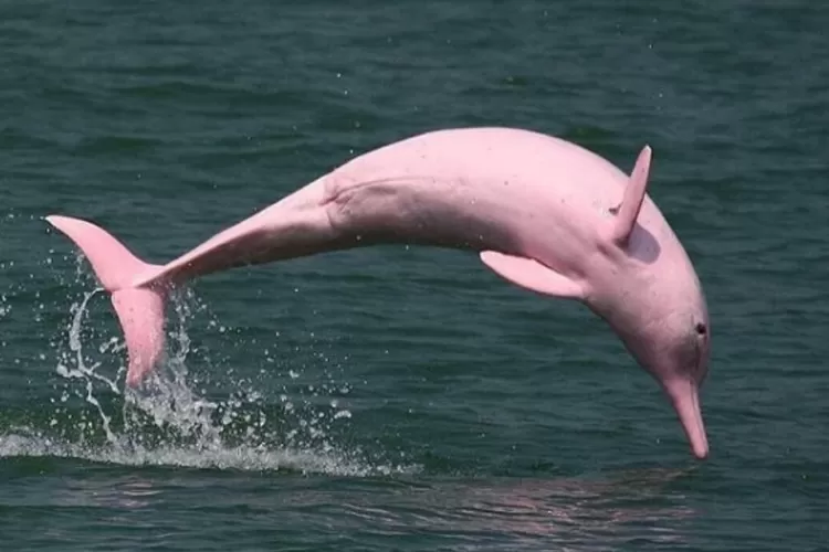 Kecantikan Unik Kehidupan di Bawah Laut Delfin Pink