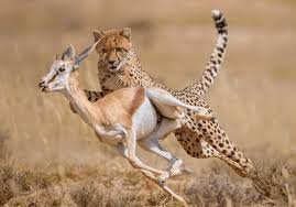 Kecepatan dalam Berburu Luar Biasa Hewan Cheetah