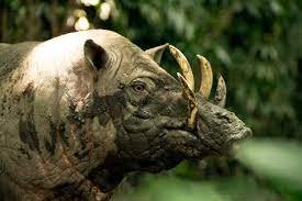 Keunikan Endemik Babi Rusa Sulawesi di Indonesia