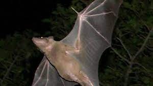 Misteri Menakjubkan Kehidupan Malam Dari Kelelawar