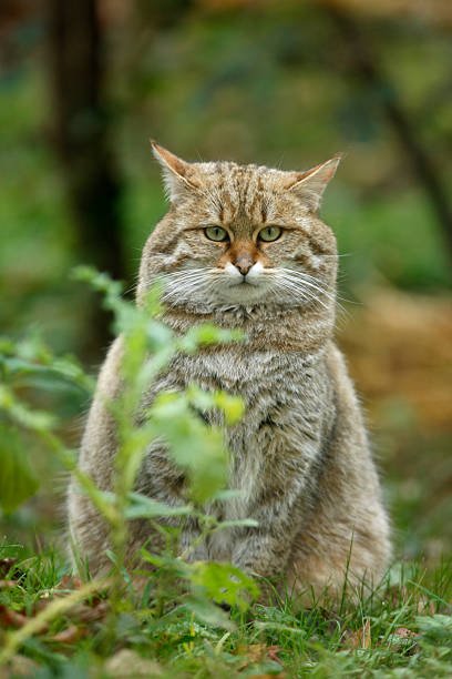 Pemburu yang Elegan di Tanah Tinggi Kucing Liar Scotland