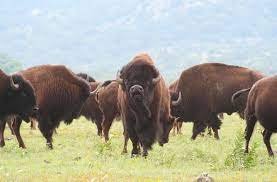 Peran Bison Dalam Ekosistem Padang rumput Amerika Utar