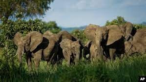 Perjalanan Sang Pemimpin Keluarga Migrasi Gajah Afrika