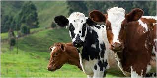 Pesona Hewan Pengikut Setia Manusia Sapi Peternakan