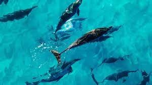 Pesona Kepintaran Lumba-lumba dan Dunia Bawah Laut